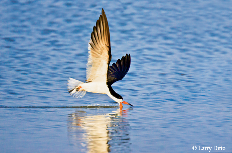 black skimmer